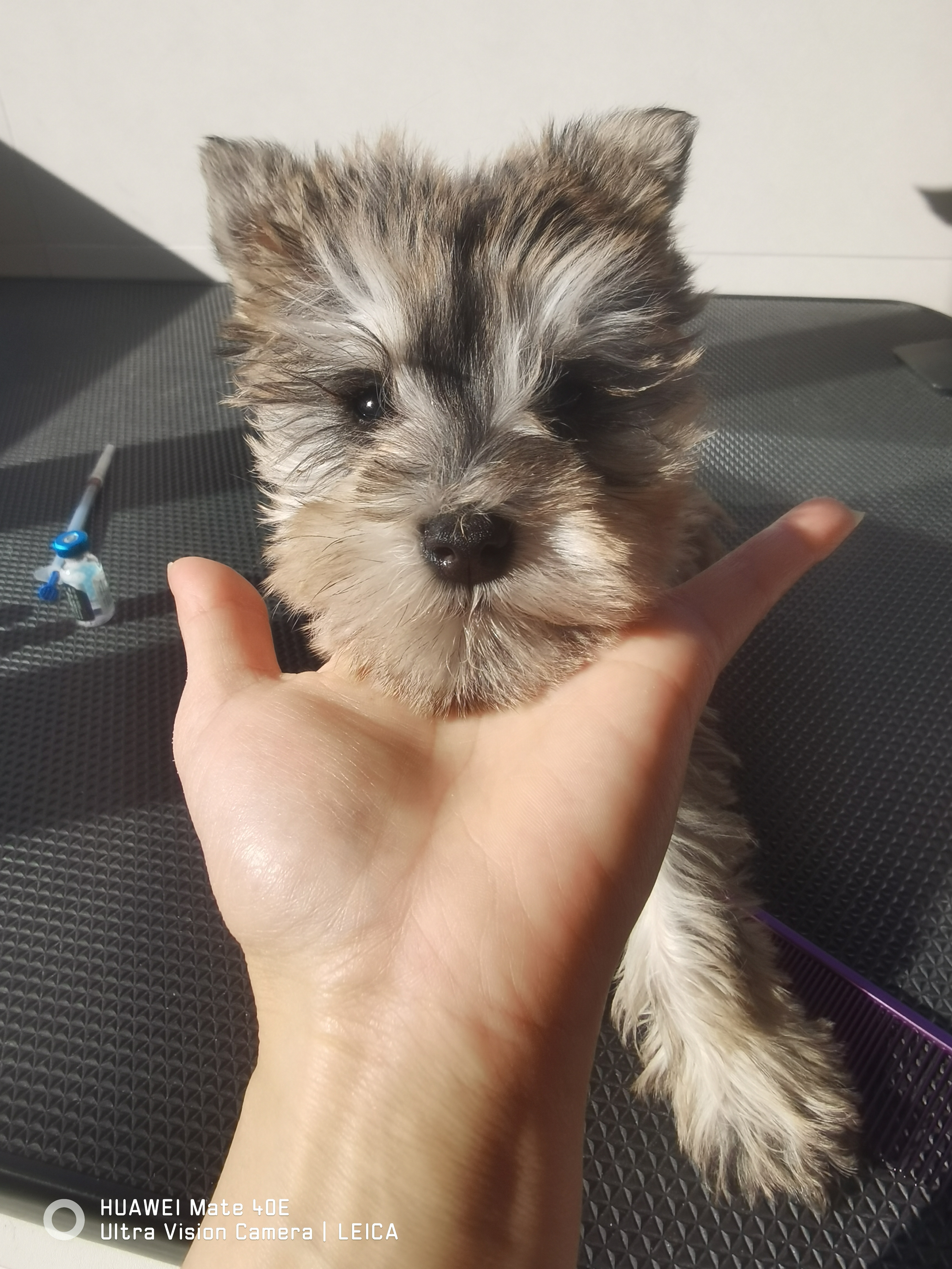 雪纳瑞幼犬 3个月 会吃狗粮 会定点上厕所
新手玩家的首选